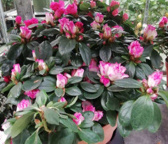 Piante di azalea: come averne cura