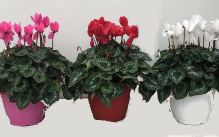 Cura delle piante di ciclamino