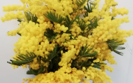 8 marzo & mimosa: perchè?