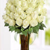 41 rose bianche bouquet in vendita consegna a domicilio gratuito a Milano, Florence, Genova, Roma, Terni, Perugia, Olbia, Macerata, Pesaro, Fermo, Alessandria, Genova, Siena, Brescia, Mantova, Padova, Rovigo, Trento, Trieste, Ferrara, Asti, Macerata, Rieti, Latina, Pescara, Parma, Ferrara, Forlì, Firenze, Siena, Bologna, Verona, Varese, Como, Vercelli, Alessandria, Roma, Palermo, Salerno, Prato, Lucca, Pisa, Pavia, Venezia, Imola, Modena, San Marino, Vaticano, Bergamo, Rovigo, Sassari, Pesaro Urbino, Cesena