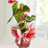 pianta anturium-anthurium rosso( da interno ) in vaso regala-spedisci-invia milano-assago-segrate-opera-san giuliano milanese-san donato milanese-linate- duomo- roma-firenze-bologna-fermo -san severino marche-assisi-perugia-gubbio-terni- macerata- ancona-latina-brescia-como-torino-bergamo-lodi-torino-modena-forli-venezia-ancona-ascoli piceno-fermo-san marino-prato-verona-varese-vicenza padova-ancona-pescara-fermo-rieti-macerata-ferrara-rovigo