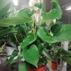 Anthurium pianta in vaso <br> ( pianta di anturium )