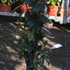 Pianta Gelsomino, <br> pianta da esterno