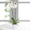 elegante phalenopsis bianca a 2 rami consegna inclusa a milano