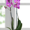 pianta phaleonopsis rosa 2 rami-stem free  deliver in milan assago rome segrate opera genoa genova pisa  alessandria torino asti  bergamo como roma latina macerata rieti bologna forli  cesena terni assisi siena perugia orte  pescara ancona macerata san severino  marche settempeda forli ferrara cremona crema  bologna parma  rovigo verona padova vicenza mantova siena firenze prato consegna giornaliera